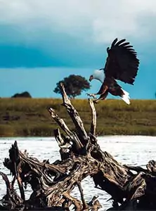 American Bald Eagle